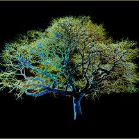 Golden Tree - Howard Hunt